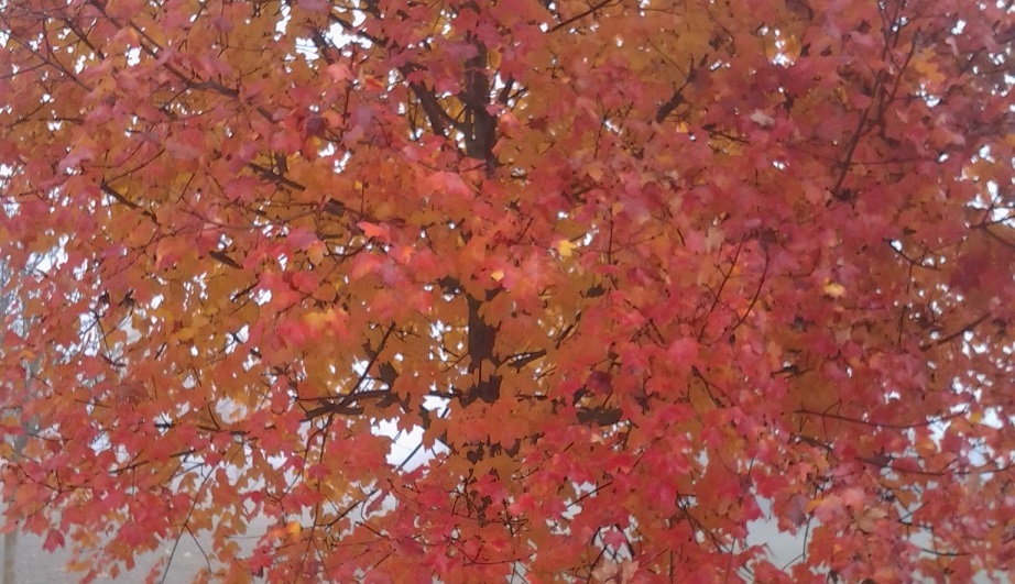 imagen Diálogos desde Evang.14 Dic 25